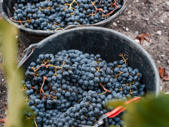 Vendanges Cantenac Brown