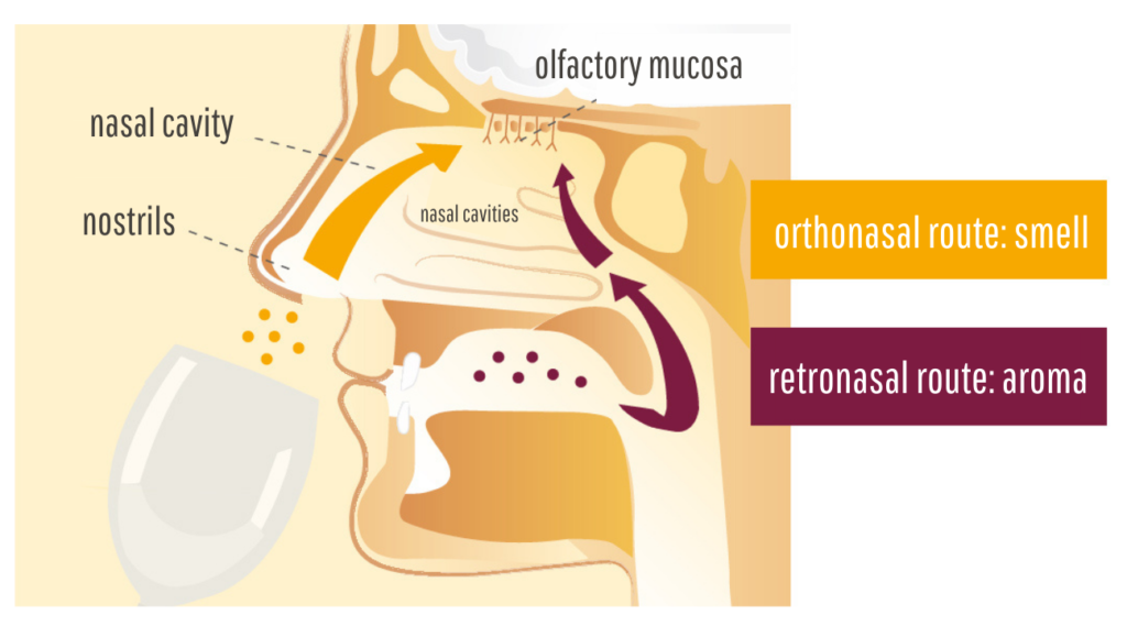 Diagram of the retro-olfaction felt when the wine is toasted.
