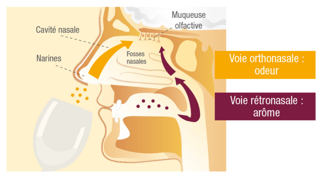 Schéma de la rétro-olfaction ressenti lorsque l'on grume le vin.