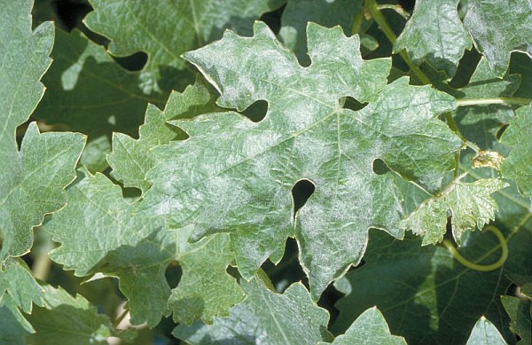 Présence d'oïdium sur une feuille de vigne.