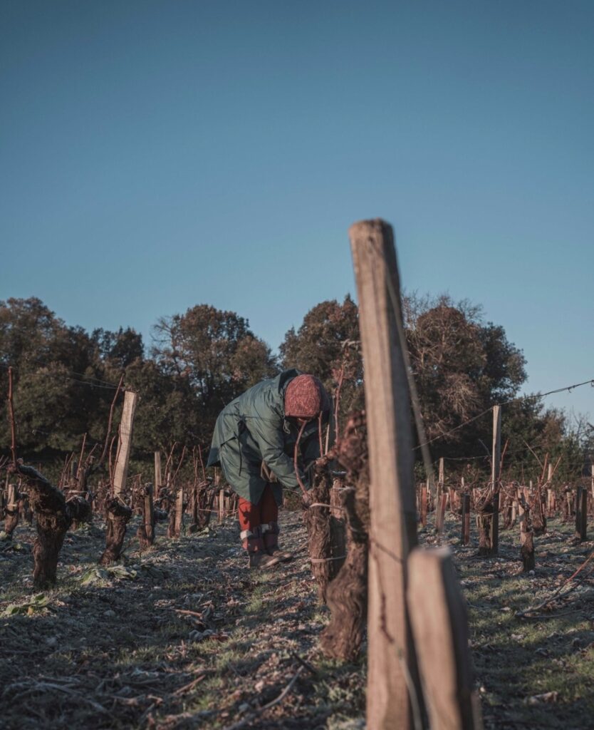 Travail vigne hiver Cantenac Brown